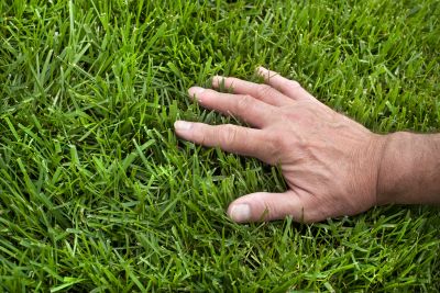 Lawn Health Assessment