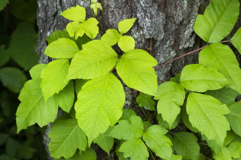 Poison Ivy Removal in Newark, DE